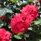 Amore Rose Seedlings Flower Seeds Perennial Growing Bonsai Corms Tubers Potted Planting Reblooming Fragrant Garden Roots Rhizomes Species Blooms Plant Bulbs Gardening Tree