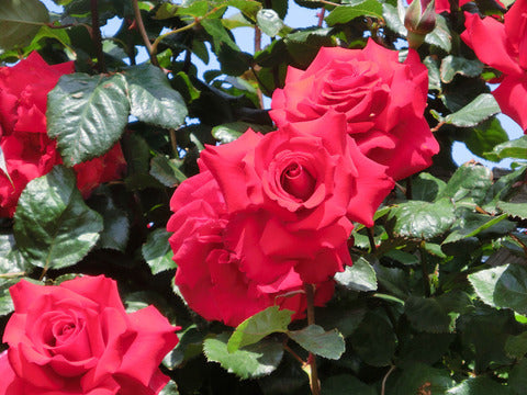 Amore Rose Seedlings Flower Seeds Perennial Growing Bonsai Corms Tubers Potted Planting Reblooming Fragrant Garden Roots Rhizomes Species Blooms Plant Bulbs Gardening Tree