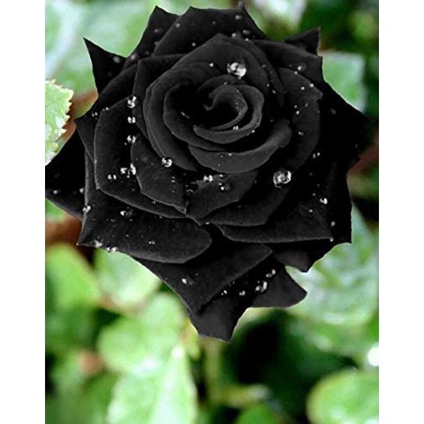 Black Rose Seedlings Flower Seeds Perennial Growing Bonsai Corms Tubers Potted Planting Reblooming Fragrant Garden Roots Rhizomes Species Blooms Plant Bulbs Gardening Tree