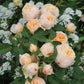 Romantica Rose Seedlings Flower Seeds Perennial Growing Bonsai Corms Tubers Potted Planting Reblooming Fragrant Garden Roots Rhizomes Species Blooms Plant Bulbs Gardening Tree