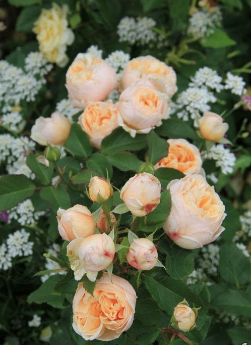 Romantica Rose Seedlings Flower Seeds Perennial Growing Bonsai Corms Tubers Potted Planting Reblooming Fragrant Garden Roots Rhizomes Species Blooms Plant Bulbs Gardening Tree