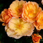 Amber Sun Rose Seedlings Flower Seeds Perennial Growing Bonsai Corms Tubers Potted Planting Reblooming Fragrant Garden Roots Rhizomes Species Blooms Plant Bulbs Gardening Tree