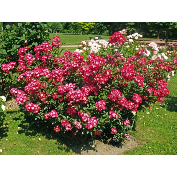 Duc Jean Rose Seedlings Flower Seeds Perennial Growing Bonsai Corms Tubers Potted Planting Reblooming Fragrant Garden Roots Rhizomes Species Blooms Plant Bulbs Gardening Tree