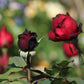 Admiral Rose Seedlings Flower Seeds Perennial Growing Bonsai Corms Tubers Potted Planting Reblooming Fragrant Garden Roots Rhizomes Species Blooms Plant Bulbs Gardening Tree