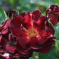 Route Rose Seedlings Flower Seeds Perennial Growing Bonsai Corms Tubers Potted Planting Reblooming Fragrant Garden Roots Rhizomes Species Blooms Plant Bulbs Gardening Tree