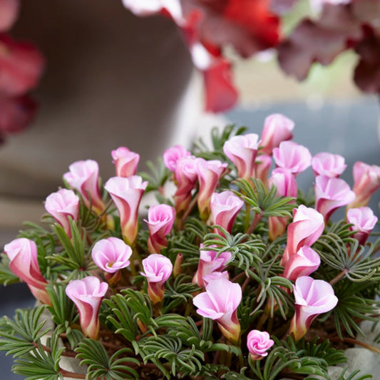 Autumn Pink Oxalis Bulbs Wood Sorrel Shamrock Perennial Growing Bonsai Roots Rhizomes Corms Tubers Potted Planting Reblooming Fragrant Garden Species Blooms Flower Seeds Plant Gardening