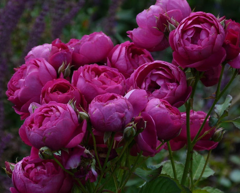 Charles Rose Plant Seedlings Flower Seeds Perennial Growing Bonsai Corms Tubers Potted Planting Reblooming Fragrant Garden Roots Rhizomes Species Blooms Bulbs Gardening Tree