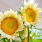 Sunflower Seeds for Planting - Grow Giant Sun Flowers in Your Garden  Non GMO Heirloom Seeds - Full Planting Instructions for Easy Grow - Great Gardening Gifts (1 Packet)