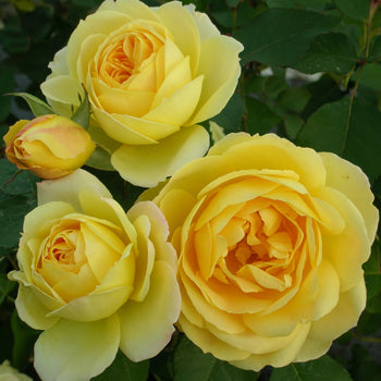 Yellow Rose Seedlings Flower Seeds Perennial Growing Bonsai Corms Tubers Potted Planting Reblooming Fragrant Garden Roots Rhizomes Species Blooms Plant Bulbs Gardening Tree