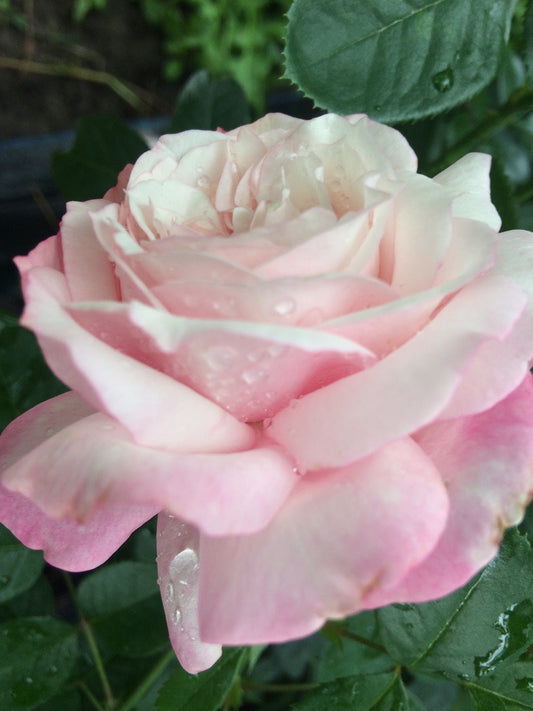 Chaumont Rose Seedlings Flower Seeds Perennial Growing Bonsai Corms Tubers Potted Planting Reblooming Fragrant Garden Roots Rhizomes Species Blooms Plant Bulbs Gardening Tree