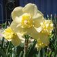 Yellow Cheerfulness Double Daffodil Narcissus Bulbs Blooms Species Growing Bonsai Roots Rhizomes Corms Tubers Potted Planting Reblooming Fragrant Garden Flower Seeds Plant