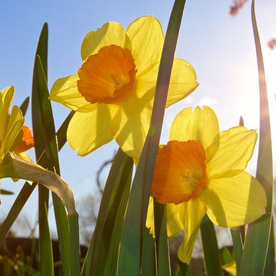 Scarlet O'hara Large Cupped Daffodil Narcissus Bulbs Blooms Species Growing Bonsai Roots Rhizomes Corms Tubers Potted Planting Reblooming Fragrant Garden Flower Seeds Plant