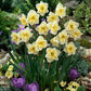 Smiling Twin Butterfly Daffodil Narcissus Bulbs Blooms Species Growing Bonsai Roots Rhizomes Corms Tubers Potted Planting Reblooming Fragrant Garden Flower Seeds Plant