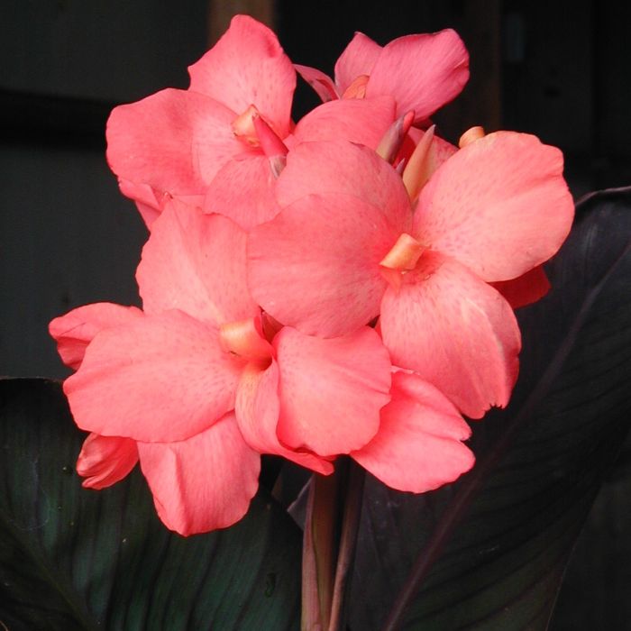 Dawn Pink Canna Bulbs Perennial Growing Bonsai Roots Rhizomes Corms Tubers Potted Planting Reblooming Fragrant Garden Species Blooms Flower Seeds Plant Gardening