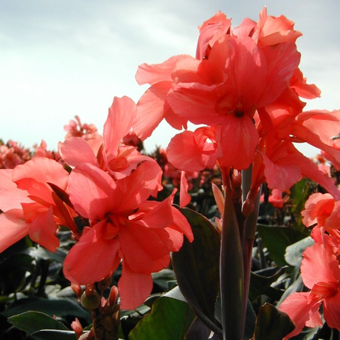 Dawn Pink Canna Bulbs Perennial Growing Bonsai Roots Rhizomes Corms Tubers Potted Planting Reblooming Fragrant Garden Species Blooms Flower Seeds Plant Gardening