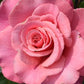 Wildberry Rose Seedlings Flower Seeds Perennial Growing Bonsai Corms Tubers Potted Planting Reblooming Fragrant Garden Roots Rhizomes Species Blooms Plant Bulbs Gardening Tree