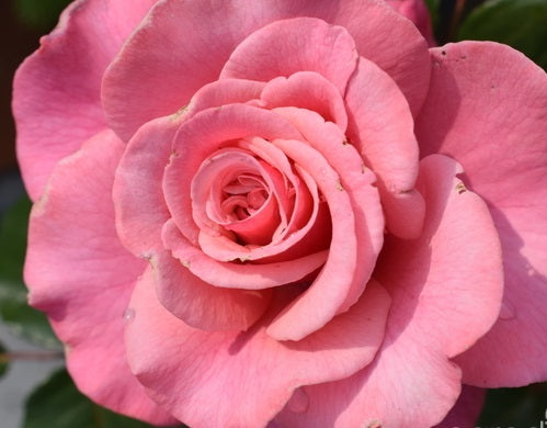 Wildberry Rose Seedlings Flower Seeds Perennial Growing Bonsai Corms Tubers Potted Planting Reblooming Fragrant Garden Roots Rhizomes Species Blooms Plant Bulbs Gardening Tree