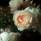 Rpulse Rose Seedlings Flower Seeds Perennial Growing Bonsai Corms Tubers Potted Planting Reblooming Fragrant Garden Roots Rhizomes Species Blooms Plant Bulbs Gardening Tree