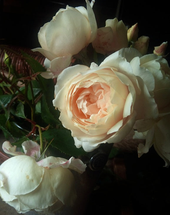 Rpulse Rose Seedlings Flower Seeds Perennial Growing Bonsai Corms Tubers Potted Planting Reblooming Fragrant Garden Roots Rhizomes Species Blooms Plant Bulbs Gardening Tree