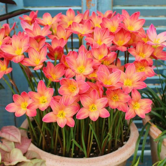 Rain lily bulbs for planting - rain lily live plant - zephyranthes bulbs - Suitable for gardens and flowerpots