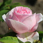Tallulah Rose Seedlings Flower Seeds Perennial Growing Bonsai Corms Tubers Potted Planting Reblooming Fragrant Garden Roots Rhizomes Species Blooms Plant Bulbs Gardening Tree