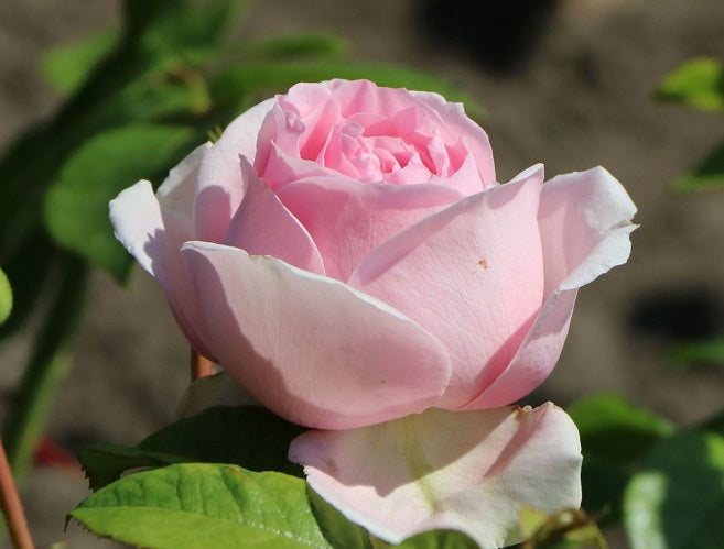Tallulah Rose Seedlings Flower Seeds Perennial Growing Bonsai Corms Tubers Potted Planting Reblooming Fragrant Garden Roots Rhizomes Species Blooms Plant Bulbs Gardening Tree