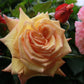 Barock Rose Seedlings Flower Seeds Perennial Growing Bonsai Corms Tubers Potted Planting Reblooming Fragrant Garden Roots Rhizomes Species Blooms Plant Bulbs Gardening Tree
