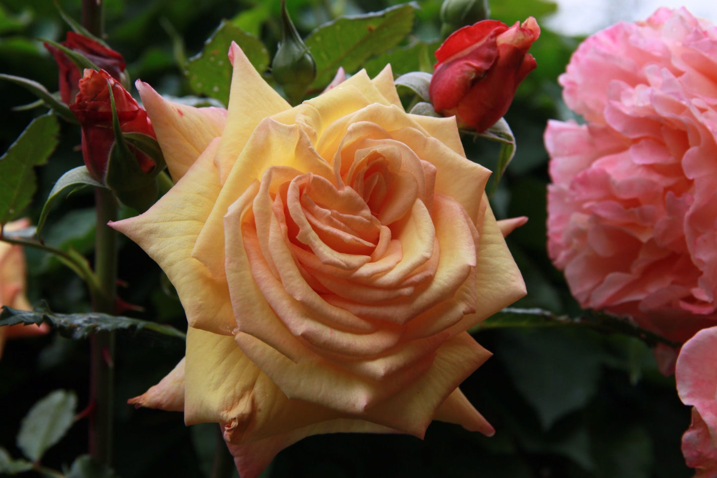 Barock Rose Seedlings Flower Seeds Perennial Growing Bonsai Corms Tubers Potted Planting Reblooming Fragrant Garden Roots Rhizomes Species Blooms Plant Bulbs Gardening Tree