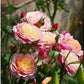 Redoute Rose Seedlings Flower Seeds Perennial Growing Bonsai Corms Tubers Potted Planting Reblooming Fragrant Garden Roots Rhizomes Species Blooms Plant Bulbs Gardening Tree