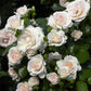 Aspirin Rose Seedlings Flower Seeds Perennial Growing Bonsai Corms Tubers Potted Planting Reblooming Fragrant Garden Roots Rhizomes Species Blooms Plant Bulbs Gardening Tree