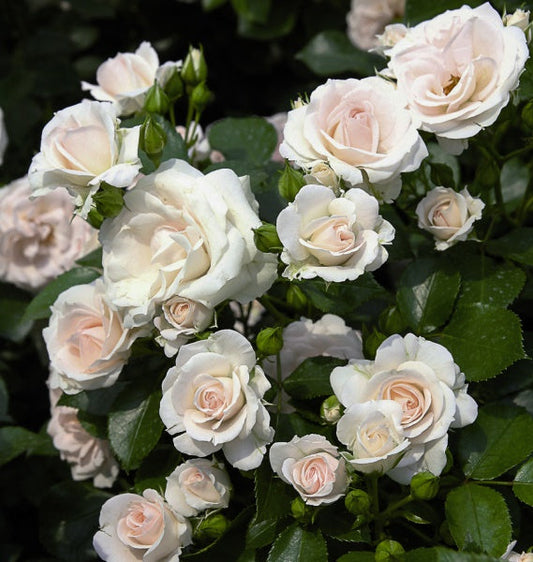 Aspirin Rose Seedlings Flower Seeds Perennial Growing Bonsai Corms Tubers Potted Planting Reblooming Fragrant Garden Roots Rhizomes Species Blooms Plant Bulbs Gardening Tree