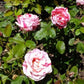 Scentimental Rose Seedlings Flower Seeds Perennial Growing Bonsai Corms Tubers Potted Planting Reblooming Fragrant Garden Roots Rhizomes Species Blooms Plant Bulbs Gardening Tree