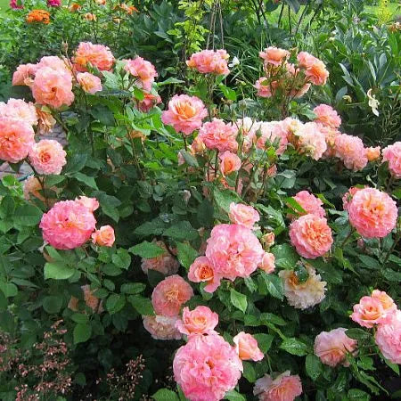 Augusta Louisa Rose Plant Seedlings Flower Seeds Perennial Growing Bonsai Corms Tubers Potted Planting Reblooming Fragrant Garden Roots Rhizomes Species Blooms Bulbs Gardening Tree