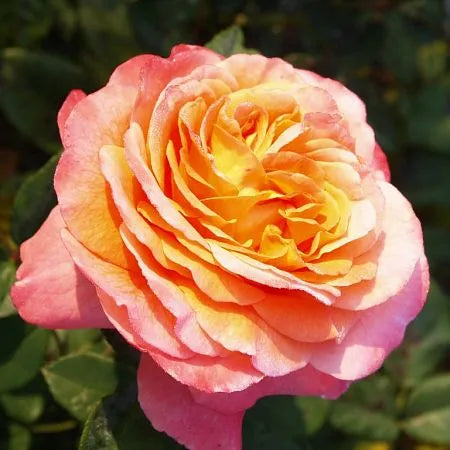 Augusta Louisa Rose Plant Seedlings Flower Seeds Perennial Growing Bonsai Corms Tubers Potted Planting Reblooming Fragrant Garden Roots Rhizomes Species Blooms Bulbs Gardening Tree