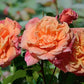 Aloha Rose Seedlings Flower Seeds Perennial Growing Bonsai Corms Tubers Potted Planting Reblooming Fragrant Garden Roots Rhizomes Species Blooms Plant Bulbs Gardening Tree