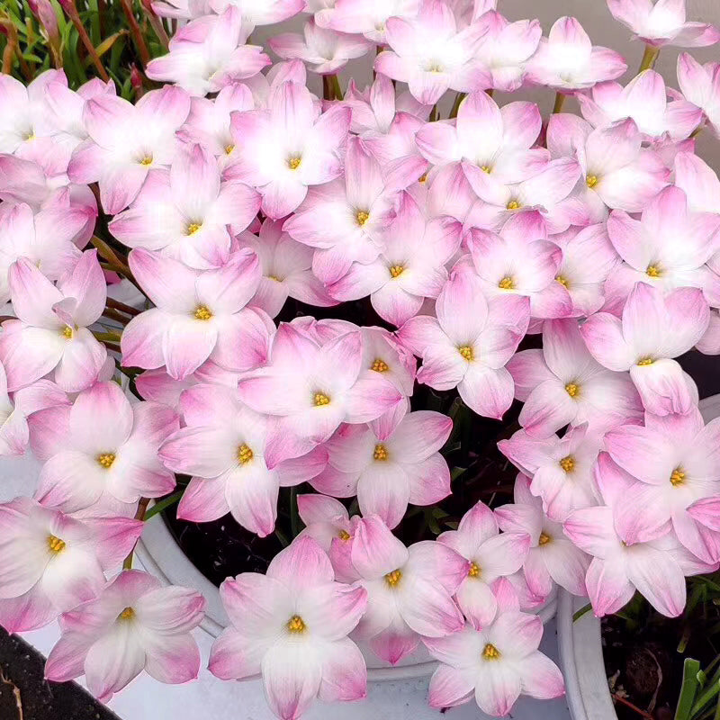 Rain lily bulbs for planting - Rain lily bulk - Rain lily bulbs for planting - Suitable for gardens and flowerpots
