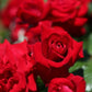 Rotspon Rose Seedlings Flower Seeds Perennial Growing Bonsai Corms Tubers Potted Planting Reblooming Fragrant Garden Roots Rhizomes Species Blooms Plant Bulbs Gardening Tree