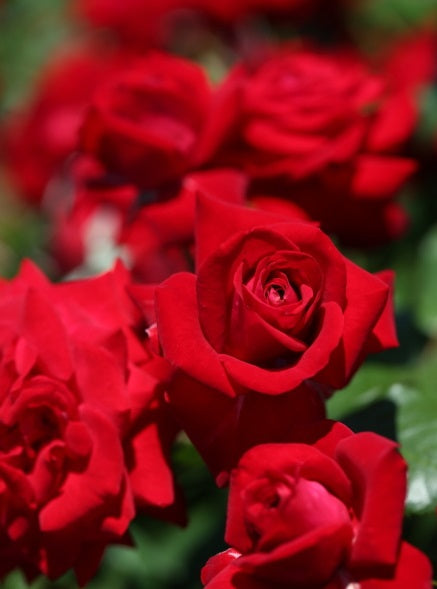 Rotspon Rose Seedlings Flower Seeds Perennial Growing Bonsai Corms Tubers Potted Planting Reblooming Fragrant Garden Roots Rhizomes Species Blooms Plant Bulbs Gardening Tree