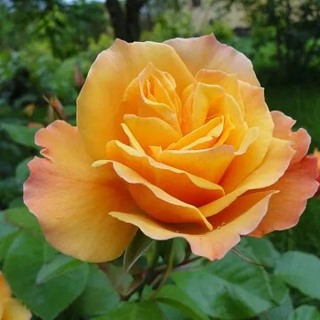 Tequila Rose Seedlings Flower Seeds Perennial Growing Bonsai Corms Tubers Potted Planting Reblooming Fragrant Garden Roots Rhizomes Species Blooms Plant Bulbs Gardening Tree