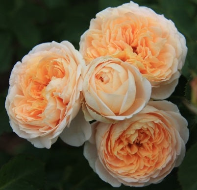 Dany Hahn Rose Seedlings Flower Seeds Perennial Growing Bonsai Corms Tubers Potted Planting Reblooming Fragrant Garden Roots Rhizomes Species Blooms Plant Bulbs Gardening Tree