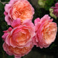 Redoute Rose Seedlings Flower Seeds Perennial Growing Bonsai Corms Tubers Potted Planting Reblooming Fragrant Garden Roots Rhizomes Species Blooms Plant Bulbs Gardening Tree
