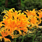 Aurea Yellow Lycoris Spider Lily Bulbs Radiata Hurricane Cluster Amayllis Growing Bonsai Roots Rhizomes Corms Tubers Potted Planting Reblooming Fragrant Garden Species Blooms Flower Seeds Plant Gardening