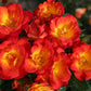 Summer of Love Rose Seedlings Flower Seeds Perennial Growing Bonsai Corms Tubers Potted Planting Reblooming Fragrant Garden Roots Rhizomes Species Blooms Plant Bulbs Gardening Tree