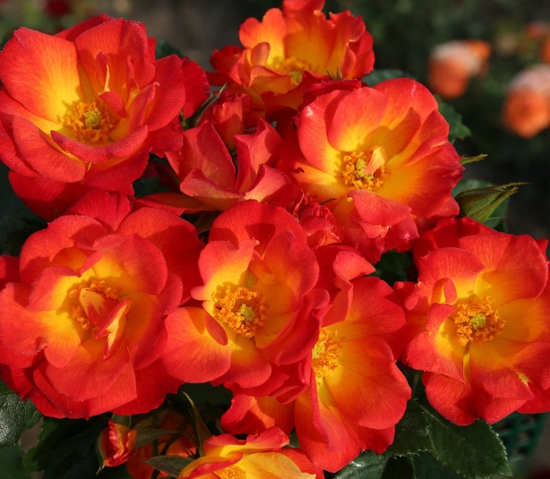 Summer of Love Rose Seedlings Flower Seeds Perennial Growing Bonsai Corms Tubers Potted Planting Reblooming Fragrant Garden Roots Rhizomes Species Blooms Plant Bulbs Gardening Tree