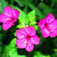 Salmon Sunset Four-OClock Flower Seeds