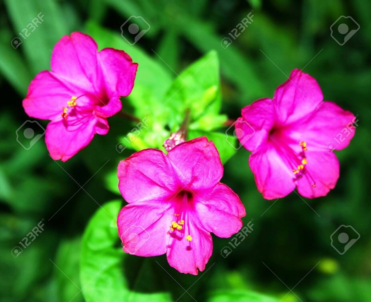 Salmon Sunset Four-OClock Flower Seeds