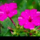 Salmon Sunset Four-OClock Flower Seeds