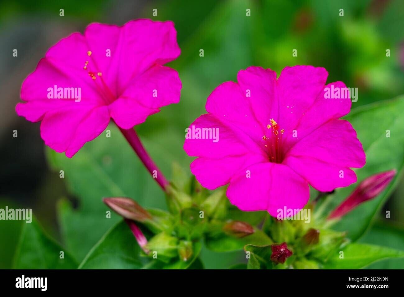 Salmon Sunset Four-OClock Flower Seeds