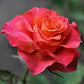 Apaches Rose Seedlings Flower Seeds Perennial Growing Bonsai Corms Tubers Potted Planting Reblooming Fragrant Garden Roots Rhizomes Species Blooms Plant Bulbs Gardening Tree