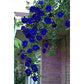 Blue Climbing Rose Seedlings Flower Seeds Perennial Growing Bonsai Corms Tubers Potted Planting Reblooming Fragrant Garden Roots Rhizomes Species Blooms Plant Bulbs Gardening Tree